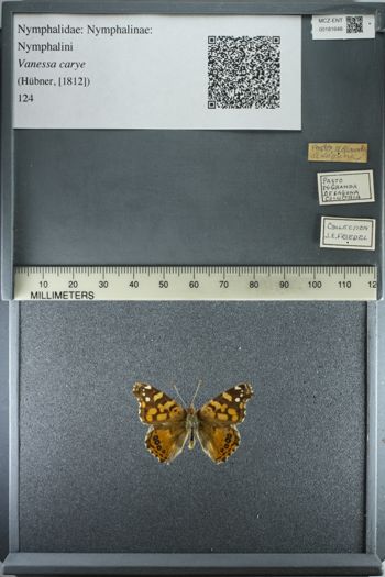 Media type: image;   Entomology 181648